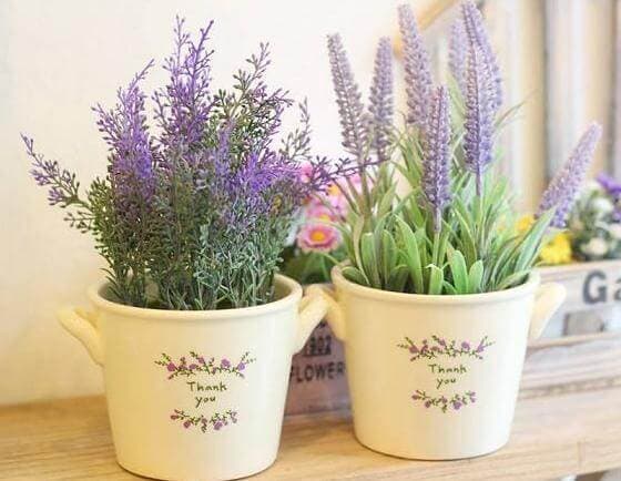 cây xanh, cây xanh đuổi muỗi, phong thủy gia đình