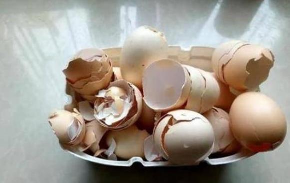 vỏ trứng, công dụng của vỏ trứng, mẹo vặt gia đình