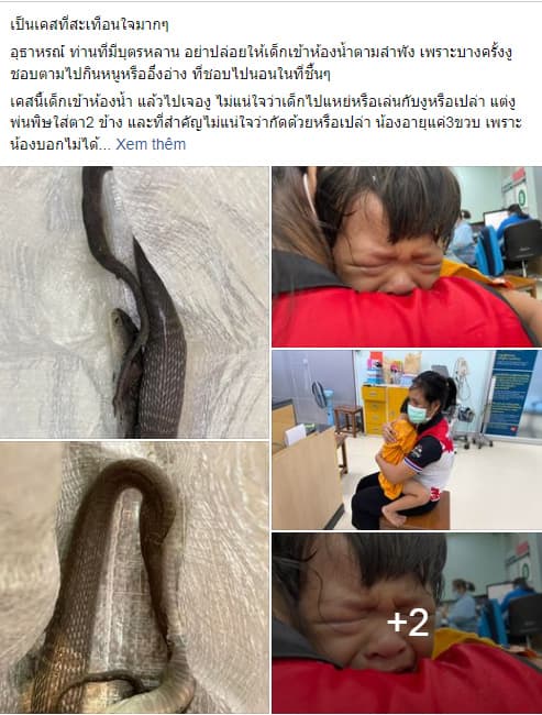 vệ sinh, rắn, bé gái bị tấn công, rắn trong nhà vệ sinh