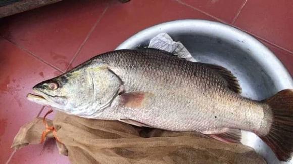 cá vược, cách chọn cá vược, cách chọn cá ngon