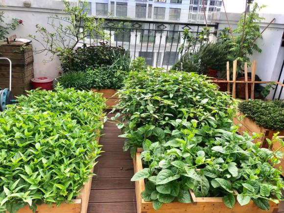trồng cây, khu vườn trên sân thượng, trồng rau 