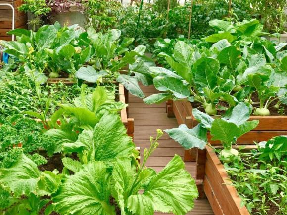 trồng cây, khu vườn trên sân thượng, trồng rau 
