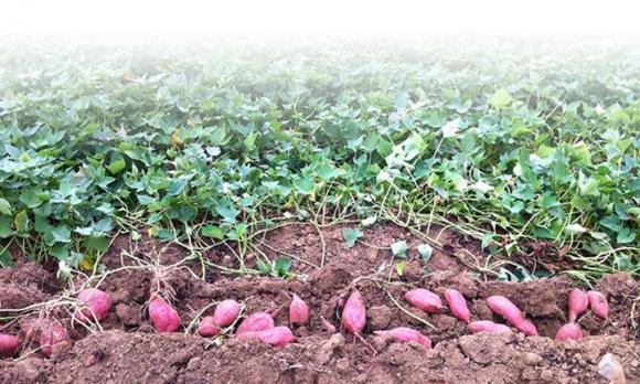 khoai lang, tác dụng của khoai lang, bệnh ung thư