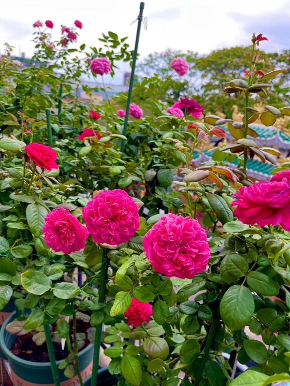 trồng hoa hồng, kinh nghiệm trồng hoa hồng, hoa hồng, kiến thức
