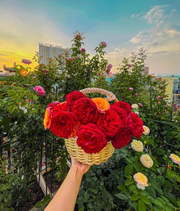 trồng hoa hồng, kinh nghiệm trồng hoa hồng, hoa hồng, kiến thức