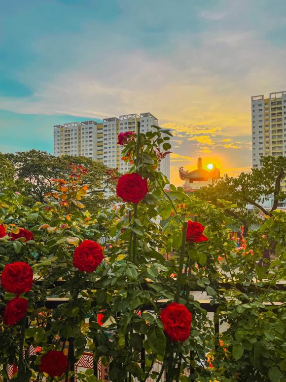 trồng hoa hồng, kinh nghiệm trồng hoa hồng, hoa hồng, kiến thức