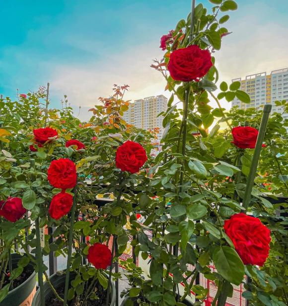 trồng hoa hồng, kinh nghiệm trồng hoa hồng, hoa hồng, kiến thức