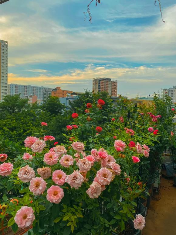 trồng hoa hồng, kinh nghiệm trồng hoa hồng, hoa hồng, kiến thức