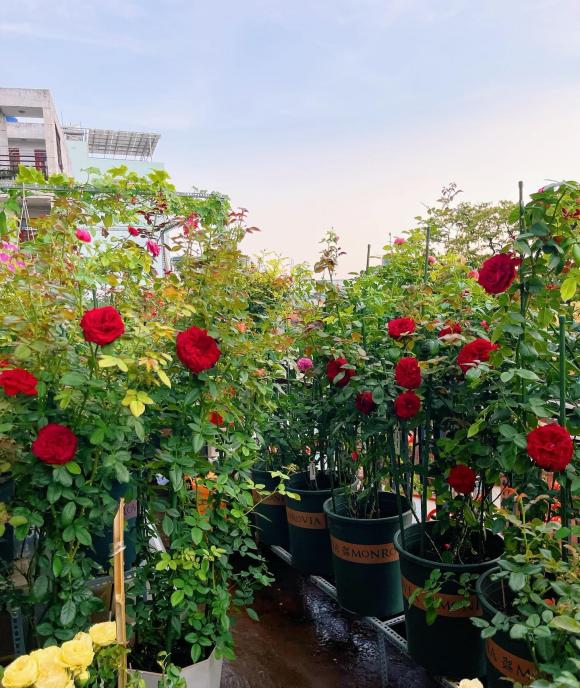 trồng hoa hồng, kinh nghiệm trồng hoa hồng, hoa hồng, kiến thức