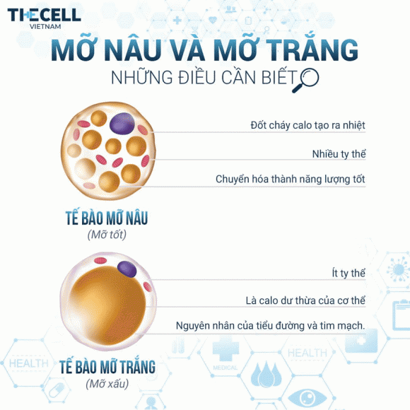 giam-beo-meta-cell (1).png 0 Giảm béo Meta Cell, giảm béo hiệu quả, giảm béo thần tốc, The Cell Việt Nam