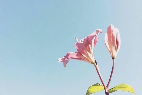 anh chị em, bố mẹ mất, ứng xửa gia đình