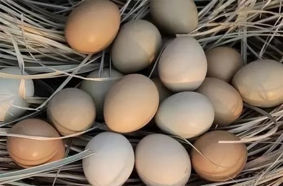 trứng, trừng gà, trứng vịt, trứng ngỗng, trứng cút