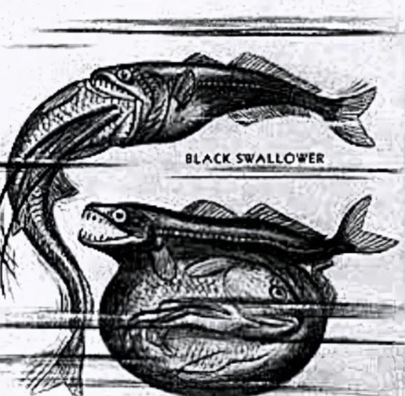 cá dĩa đen, cá nĩa đen, chuyện lạ, khám phá khoa học