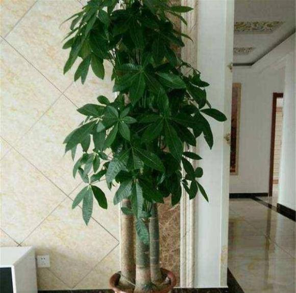 cây cảnh, cây phòng khách