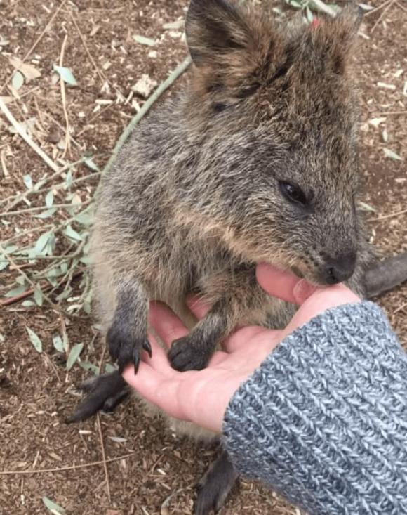  kangaroo đuôi ngắn, chuột túi đuôi ngắn, động vật hay cười