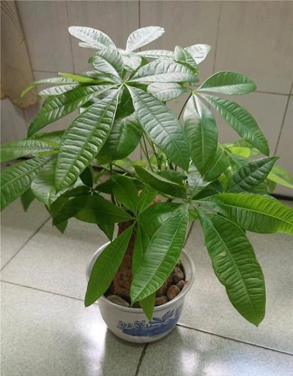 cây kim ngân, cây phong thủy, cây để bàn
