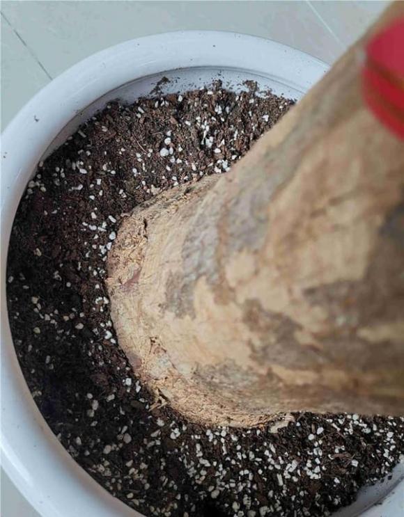 cây kim ngân, cây phong thủy, cây để bàn