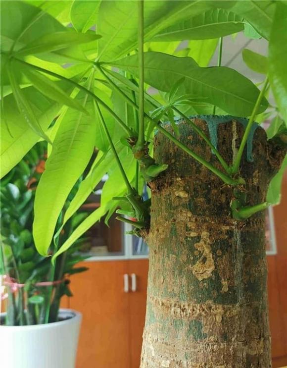 cây kim ngân, cây phong thủy, cây để bàn