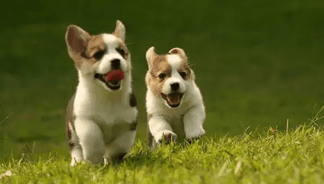 chó co giật, co giật, động kinh