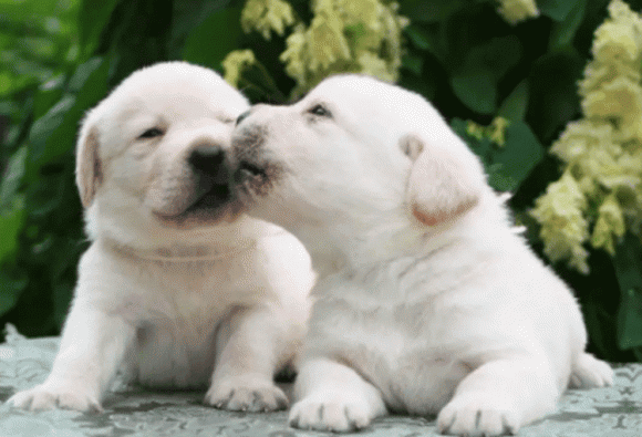 chó co giật, co giật, động kinh