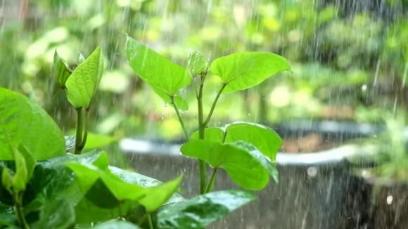 trồng rau, trồng rau mùa mưa, cách trồng rau, kiến thức 