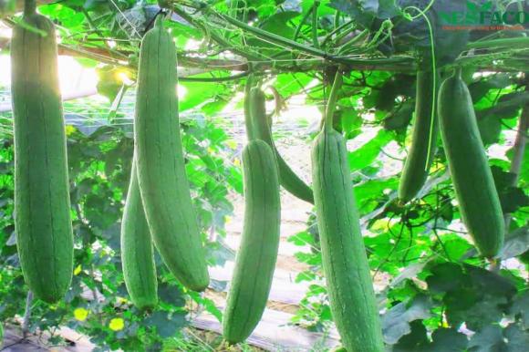 trồng rau, trồng rau mùa mưa, cách trồng rau, kiến thức 