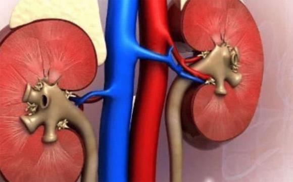 thận yếu, bệnh thận, dấu hiệu bệnh thận