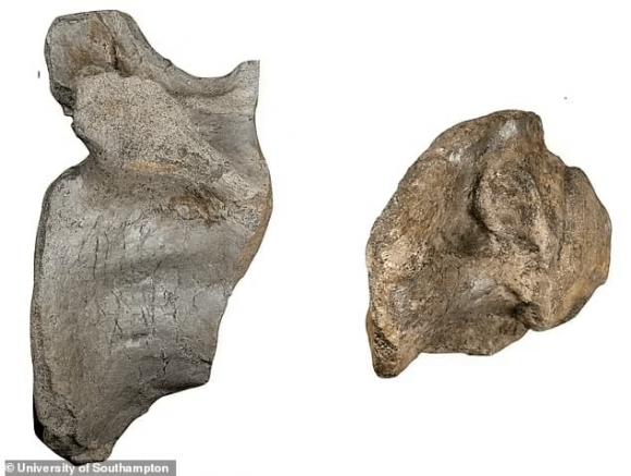 Spinosaurus, khủng long, hóa thạch, khám phá khoa học