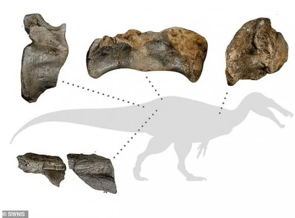 Spinosaurus, khủng long, hóa thạch, khám phá khoa học