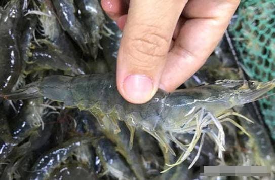 tôm sông, tôm biển, mua tôm