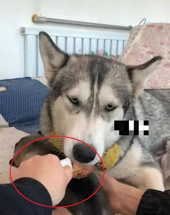 Husky bảo vệ đàn con một cách mạnh mẽ, Husky, chú chó thú vị