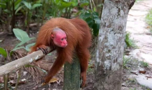 khỉ đầu hói, động vật có nguy cơ tuyệt chủng, thế giới động vật, khỉ mặt đỏ