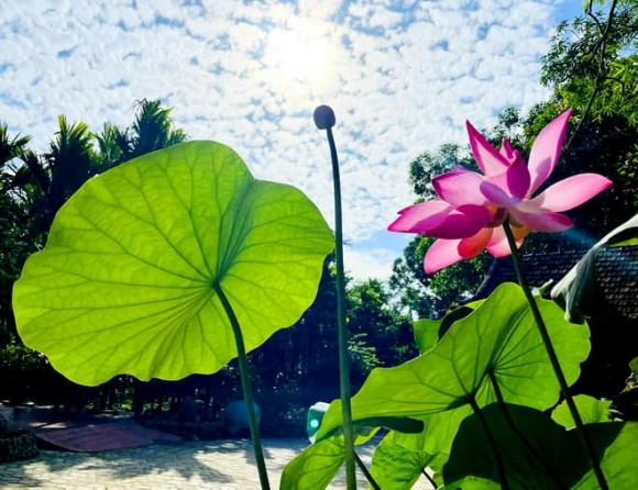 Đoàn Minh Tài, Đinh Y Nhung, Vườn sinh thái An Bình