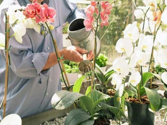tưới cây, tưới nước, tưới hoa, tưới nước vào buổi sáng hay buổi tối, 