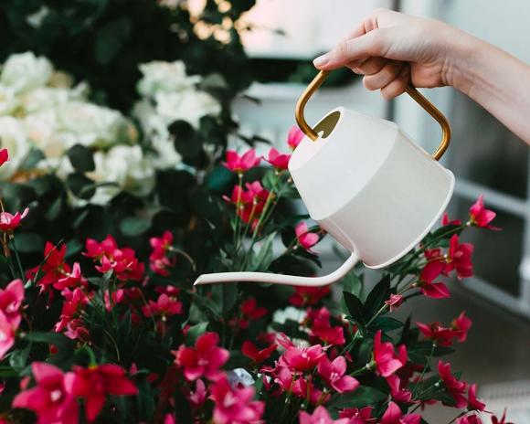 tưới cây, tưới nước, tưới hoa, tưới nước vào buổi sáng hay buổi tối, 