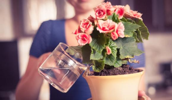 tưới cây, tưới nước, tưới hoa, tưới nước vào buổi sáng hay buổi tối, 