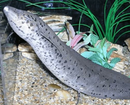 châu phi, cá sống khoẻ
