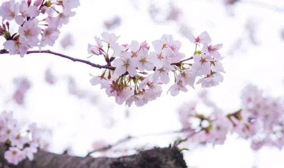 phụ nữ, phụ nữ quyến rũ, ngày sinh âm lịch