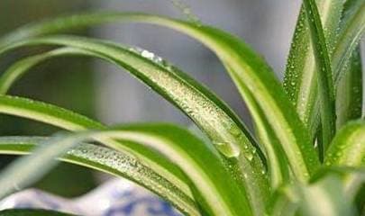 cây trồng trong phòng tắm, phòng tắm, phòng tắm nên trồng cây gì