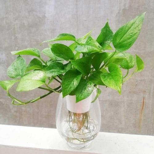 cây trồng trong phòng tắm, phòng tắm, phòng tắm nên trồng cây gì