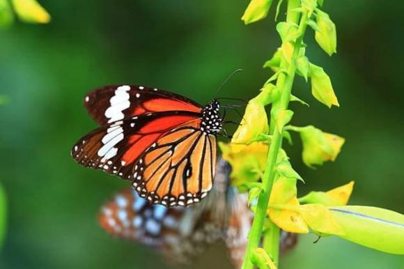 bướm, bướm ăn thịt, thế giới động vật, bướm đốm hổ vằn