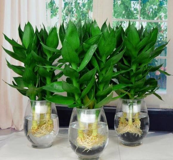 cây phong thủy, những loại cây phong thủy, loại cây phù hợp phong thủy