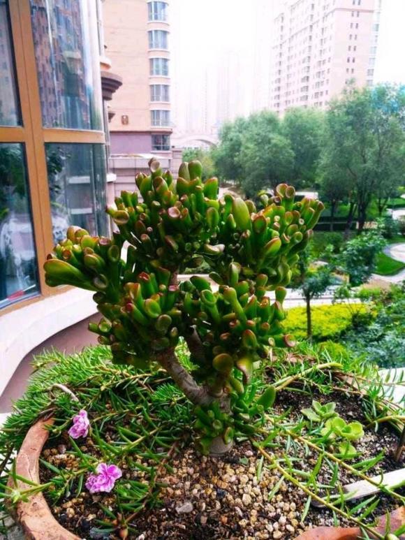 phong thuỷ, cây phong thuỷ, cây tài lộc