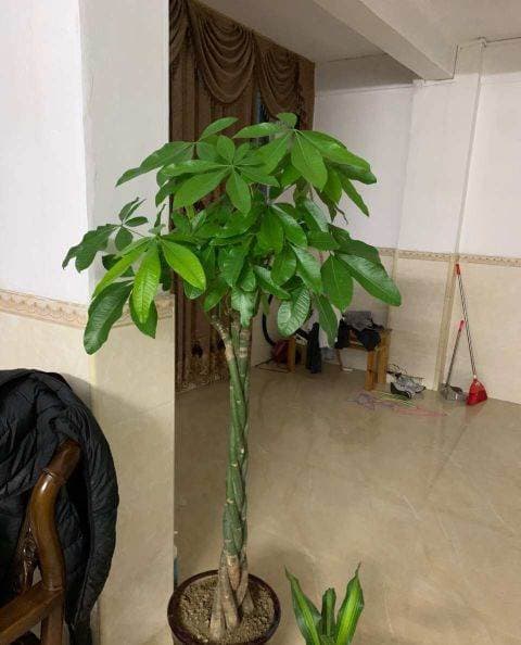 phong thuỷ, cây phong thuỷ, cây tài lộc