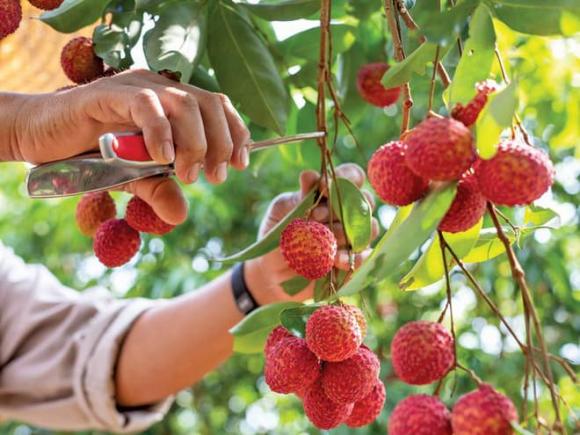 chăm sóc sức khỏe đúng cách, lưu ý khi chăm sóc sức khỏe, những loại hoa quả chứa nhiều ký sinh trùng