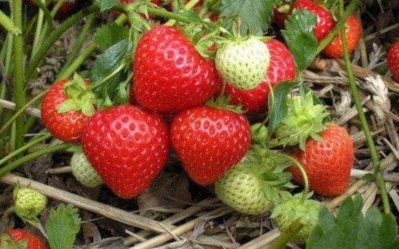 chăm sóc sức khỏe đúng cách, lưu ý khi chăm sóc sức khỏe, những loại hoa quả chứa nhiều ký sinh trùng
