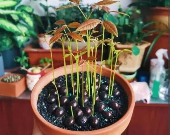 chậy cây, cây cảnh, ươm hạt giống