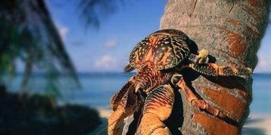 cua cạn, cua dừa, trái dừa, khám phá sinh vật
