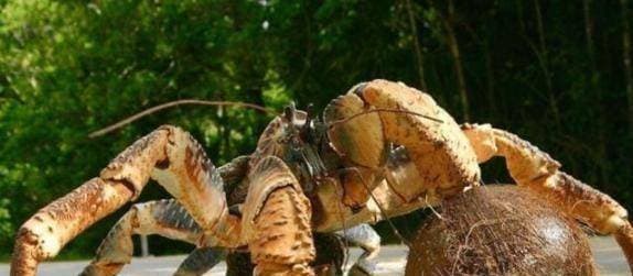 cua cạn, cua dừa, trái dừa, khám phá sinh vật