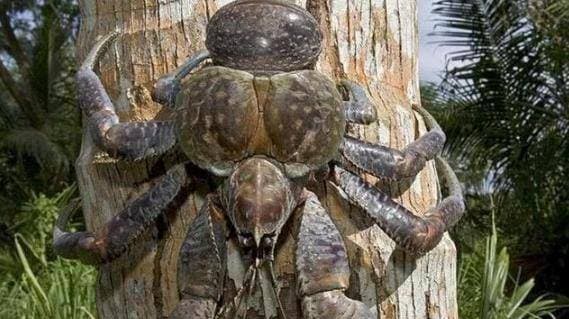 cua cạn, cua dừa, trái dừa, khám phá sinh vật